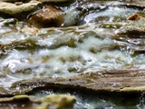 Das Plasmodium von Ceratiomyxa fruticulosa überzieht  alte Baumstubben mit einer gallertartigen Masse.